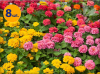 ZINNIA ELEGANS LILLIPUT MIX 8 SZTUK